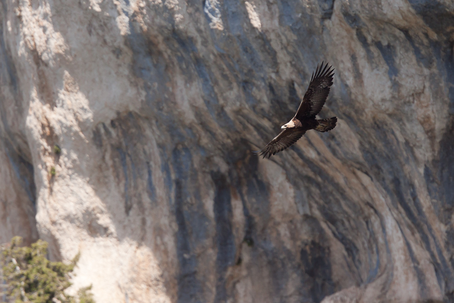 Aigle royal en vol devant les falaises