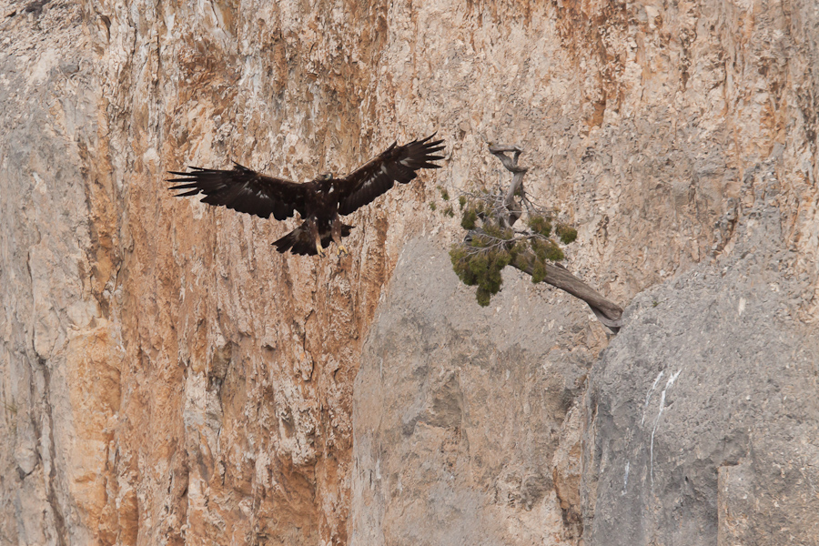 Aigle royal en vol atterrissant sur un pin accroche a la falaise