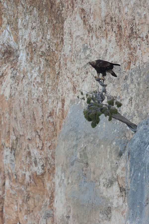 Aigle royal pose sur un pin accroche a la falaise