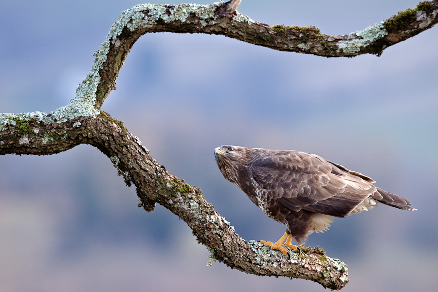 Buse variable sur un arbre mort regardant passer un grand corbeau