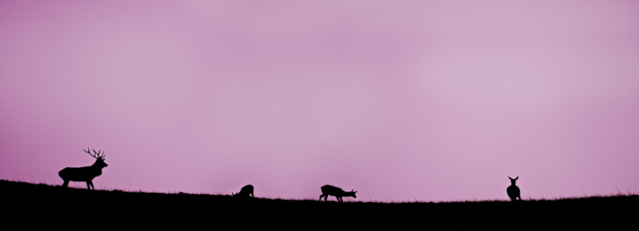 Cerf male surveillant sa harde de biches avant l'aube