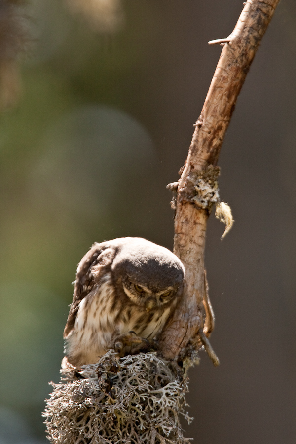 Jeune chouette chevechette juste sortit du nid faisant sa toilet