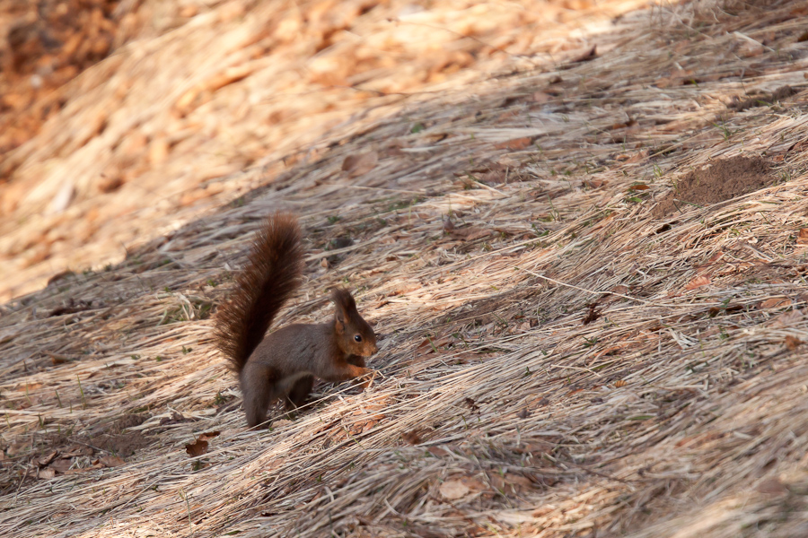 Ecureuil cherchant sa nourriture au sol