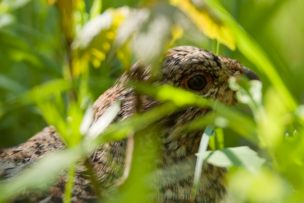 Portrait de gélinotte des bois femelle camouflée dans les herbes