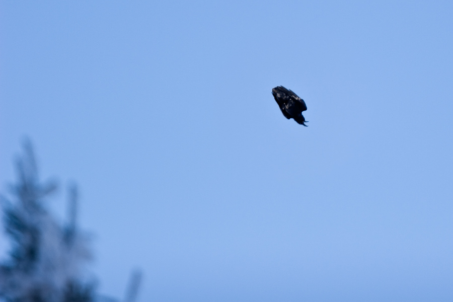 Accrobaties du grand corbeau en vol
