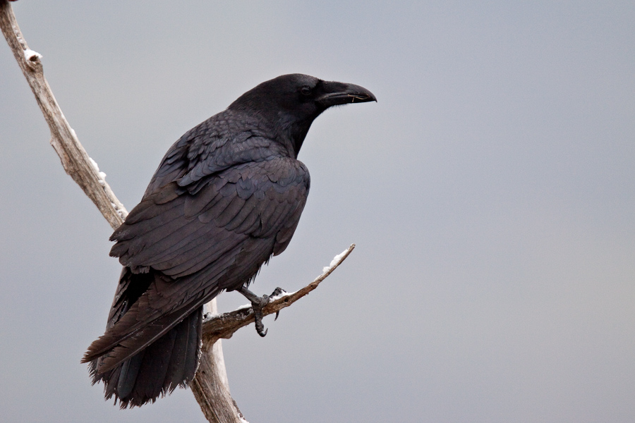 Grand corbeau en hiver