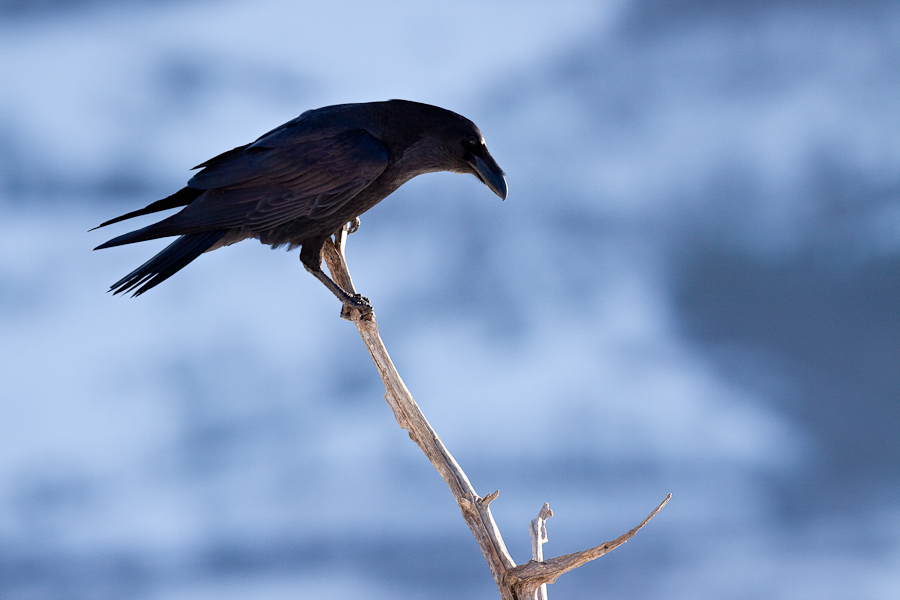 Grand corbeau pose sur une branche en hiver