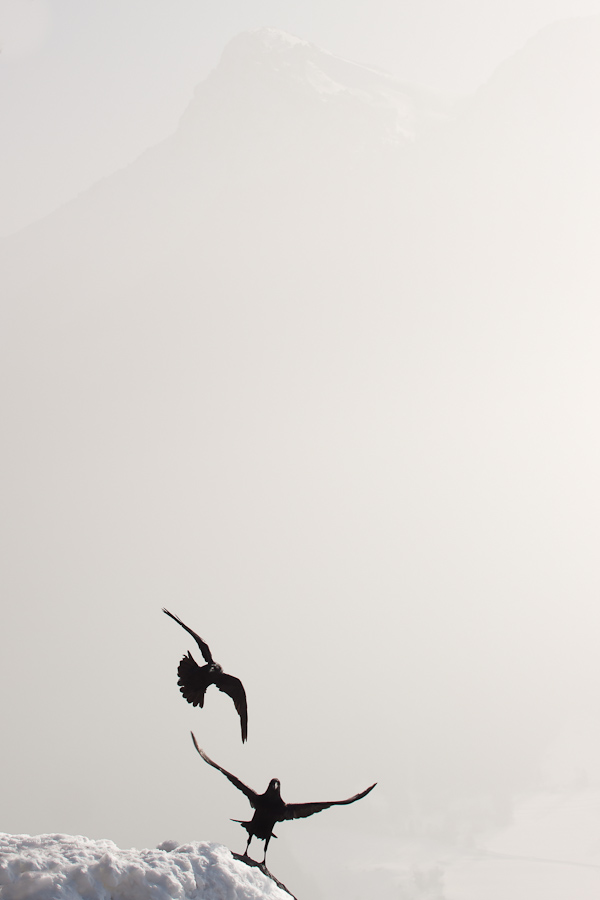 Grand corbeau face au Colombier