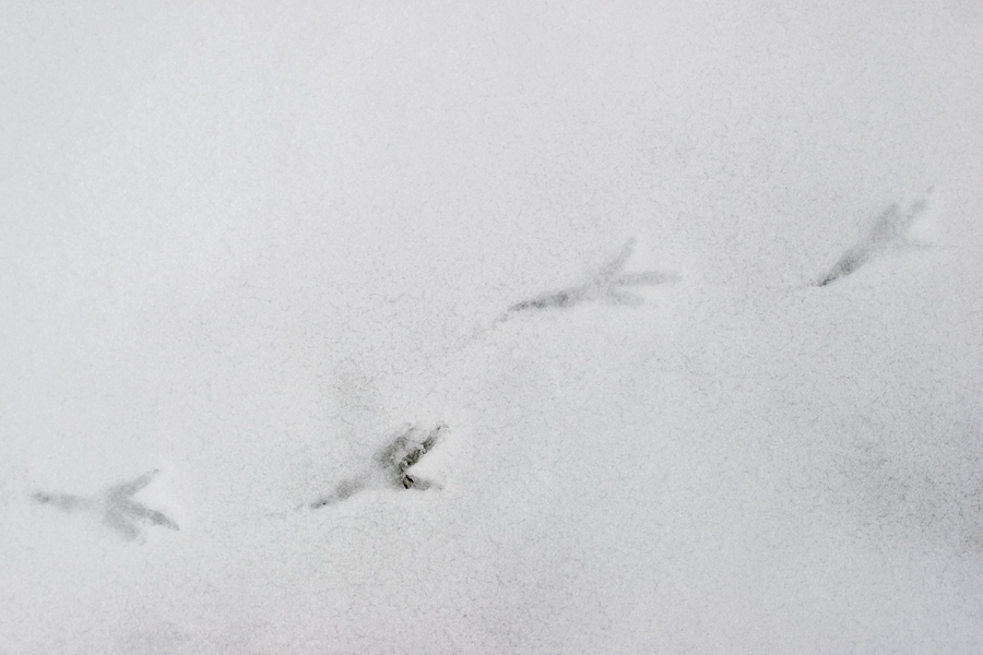 Traces de grand corbeau dans la neige