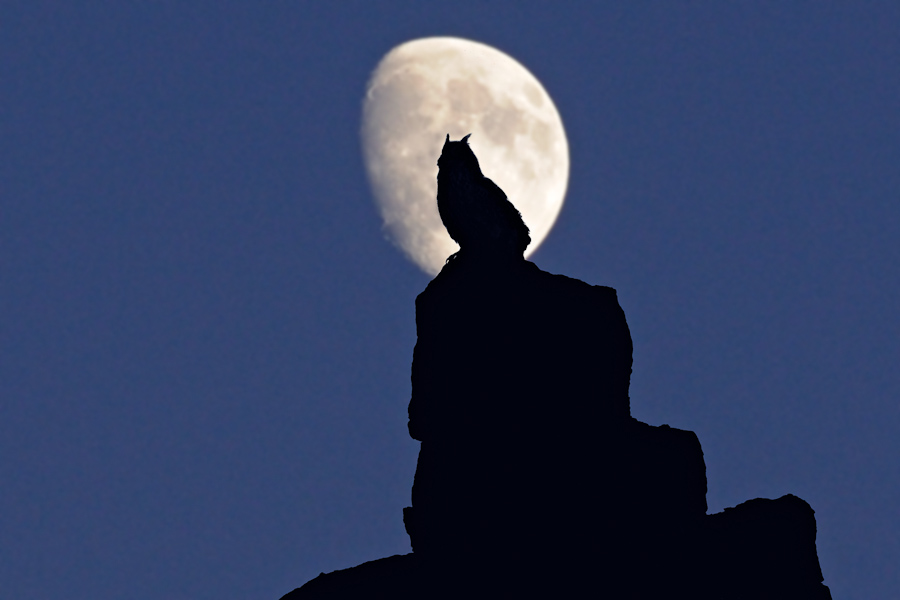 Hibou grand duc sur son reposoir devant la lune