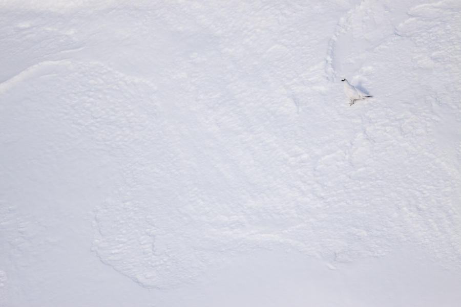 Lagopede alpin accroche a une pente de glace en hiver