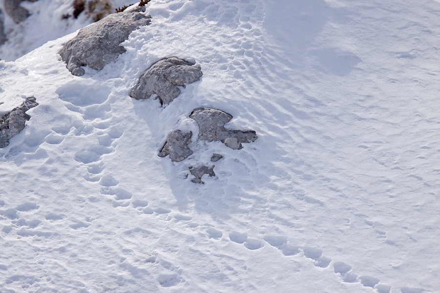 Igloo et traces de sortie du lagopede alpin en hiver