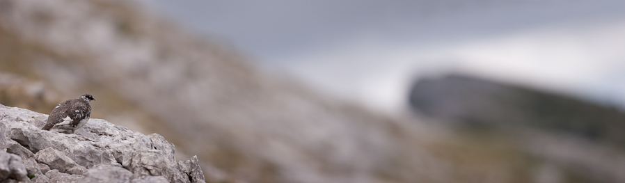 Lagopede alpin male au printemps