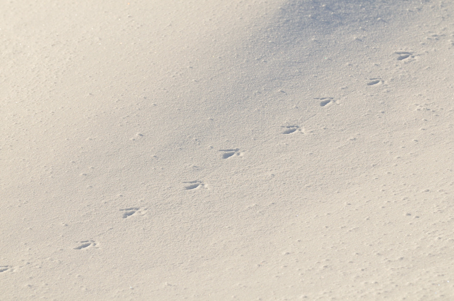 Traces de lagopede alpin dans la neige