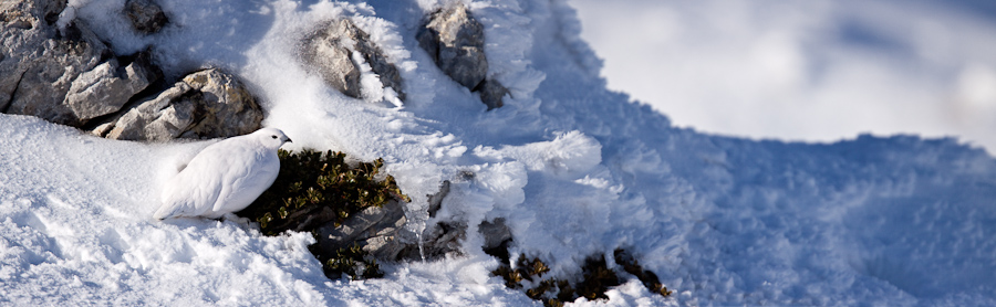 Lagopede alpin dans son milieu en hiver