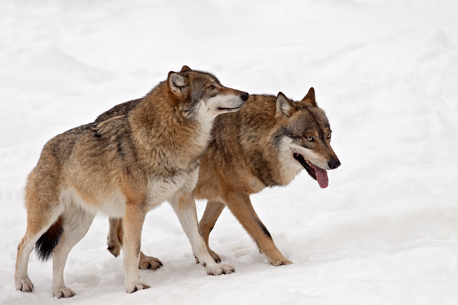 Groupe de loup gris d'Europe marchant dans la neige