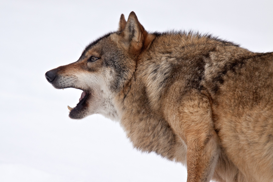 Portrait de loup gris d'Europe en posture d'intimidation