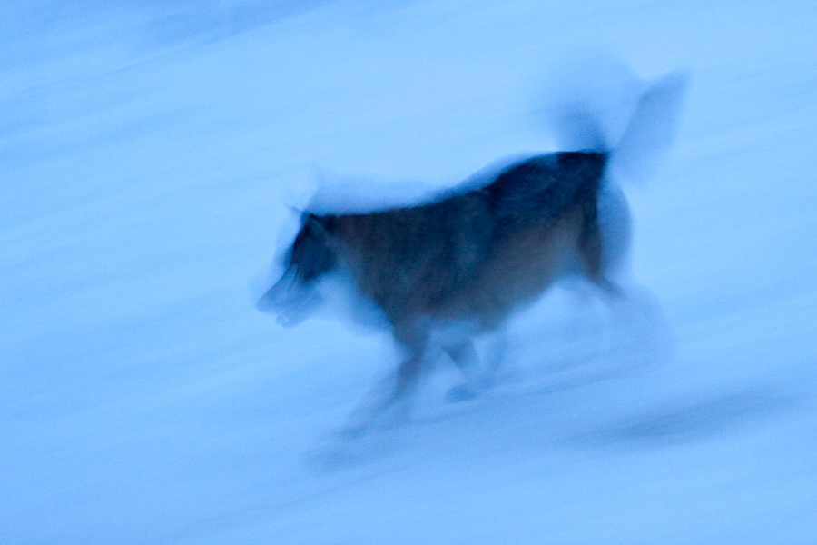 Loup gris d'Europe courant dans la neige au crepuscule