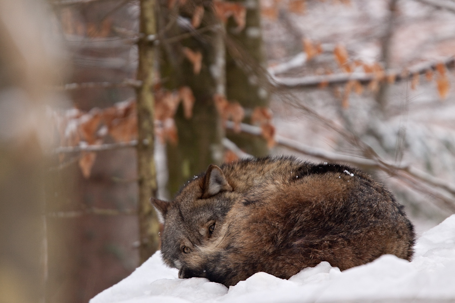 Loup gris d'Europe couche dans la neige