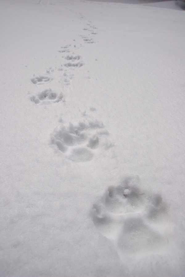 Traces de loup dans la neige