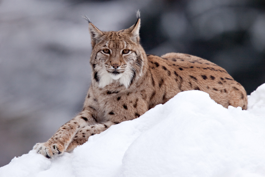 Lynx boreal d'Europe surveillant son territoire