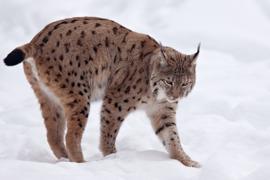 Lynx boreal d'Europe