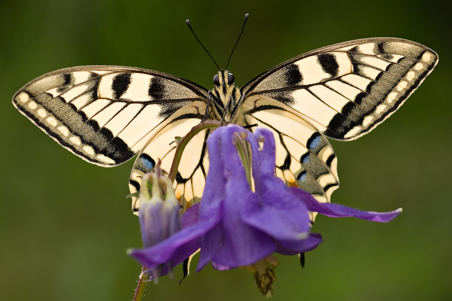 Le papillon machaon