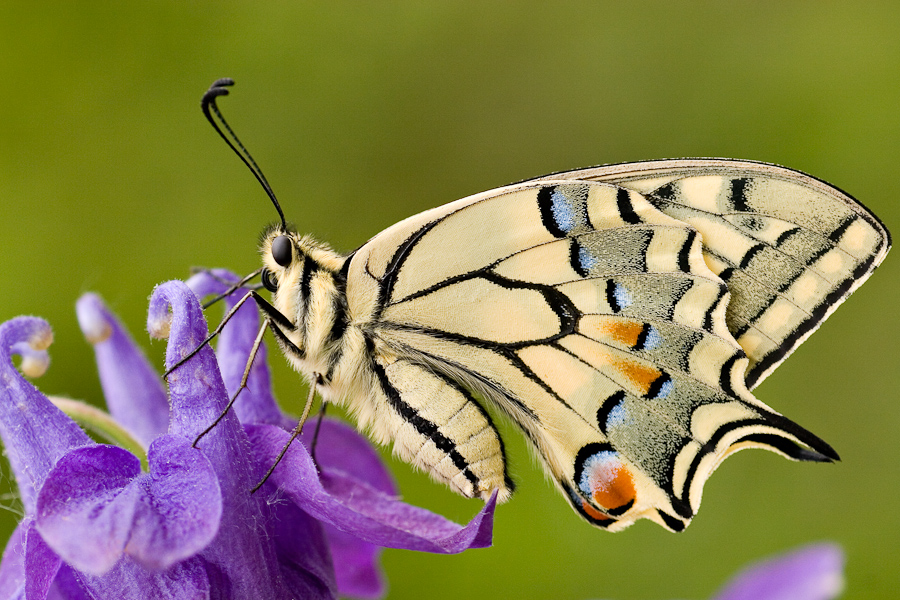 Le papillon machaon