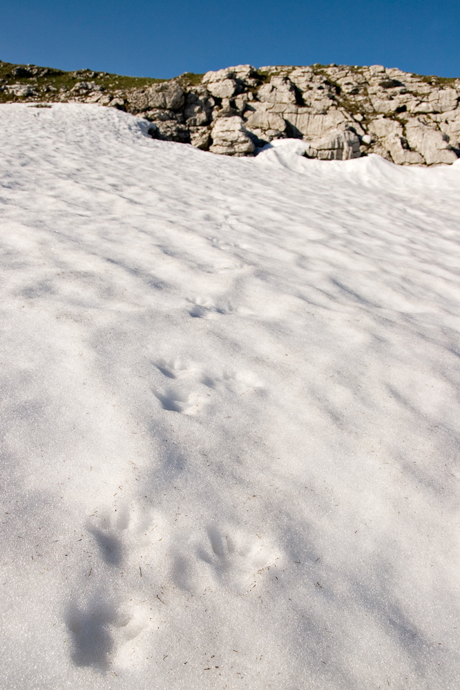 Traces de marmotte dans la neige