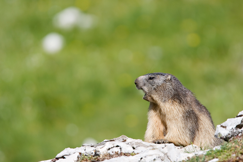 Marmotte des Alpes alertant