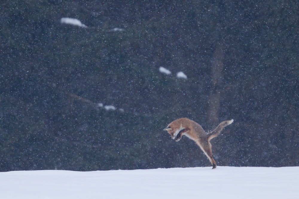 Bond du renard chassant sous une averse de neige