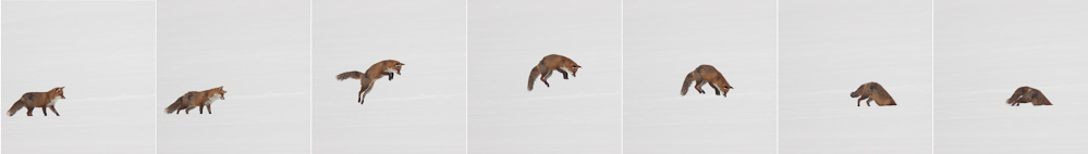 Le bond du renard sur la neige