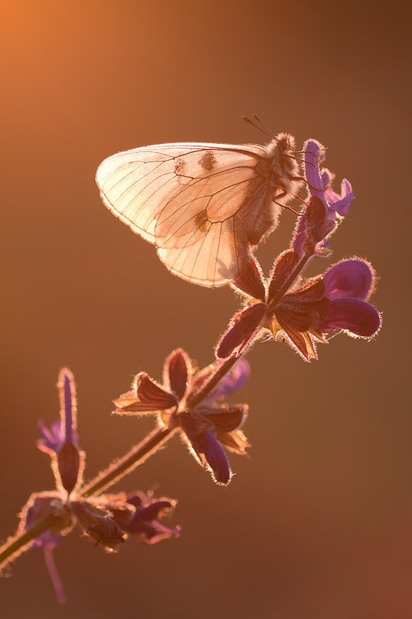 Papillon semi-apollon au lever du soleil