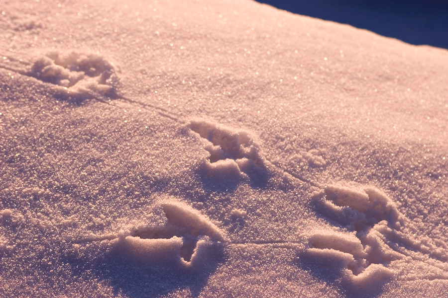 Traces de deux tetras lyre dans la neige au lever du soleil