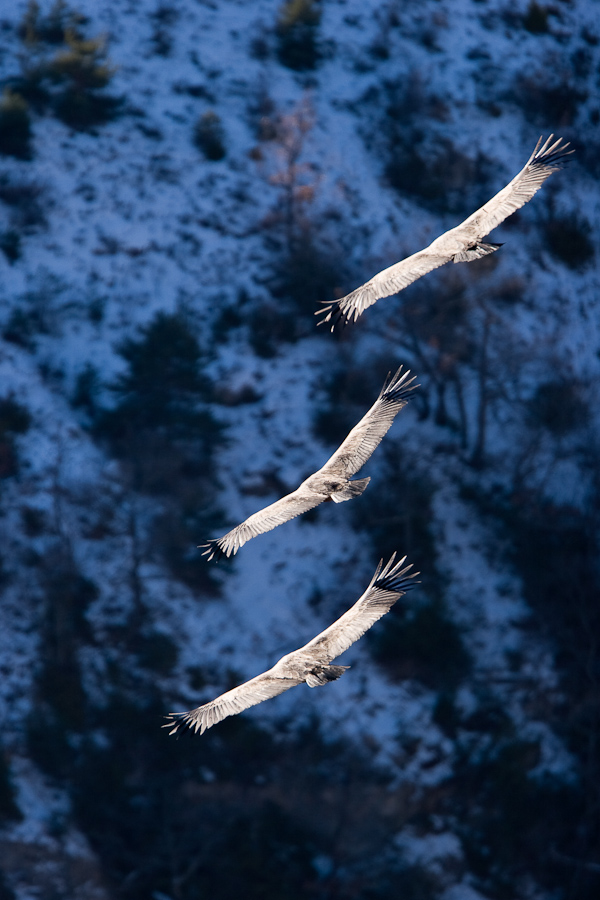 Groupe de trois vautour fauve en vol