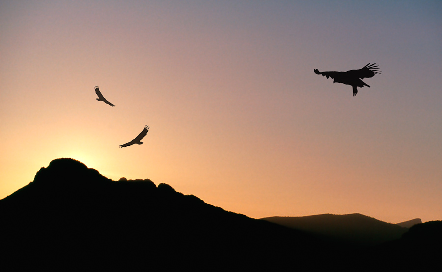 Groupe de vautours au coucher du soleil