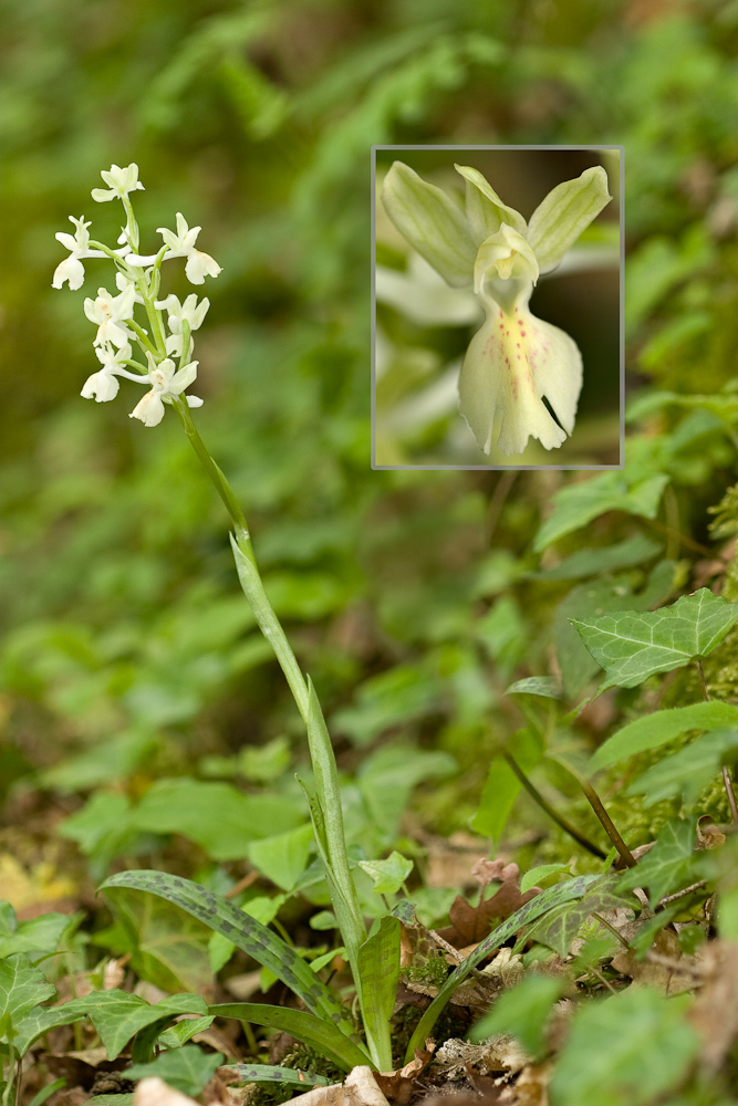 Orchis pale