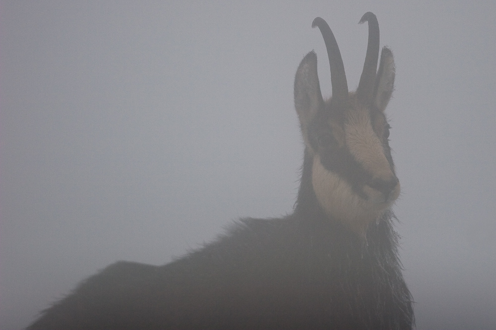 Portrait de chamois male dans la brume