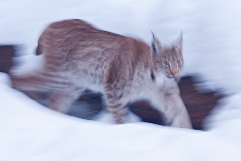 Lynx boreal d'Europe marchant dans la neige
