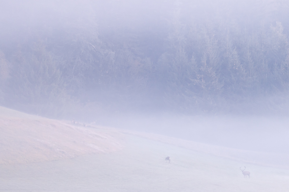 Couple de cerf élaphe dans le brouillard pendant le brame