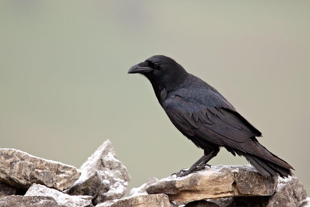 Grand corbeau en hiver dans un pierrier