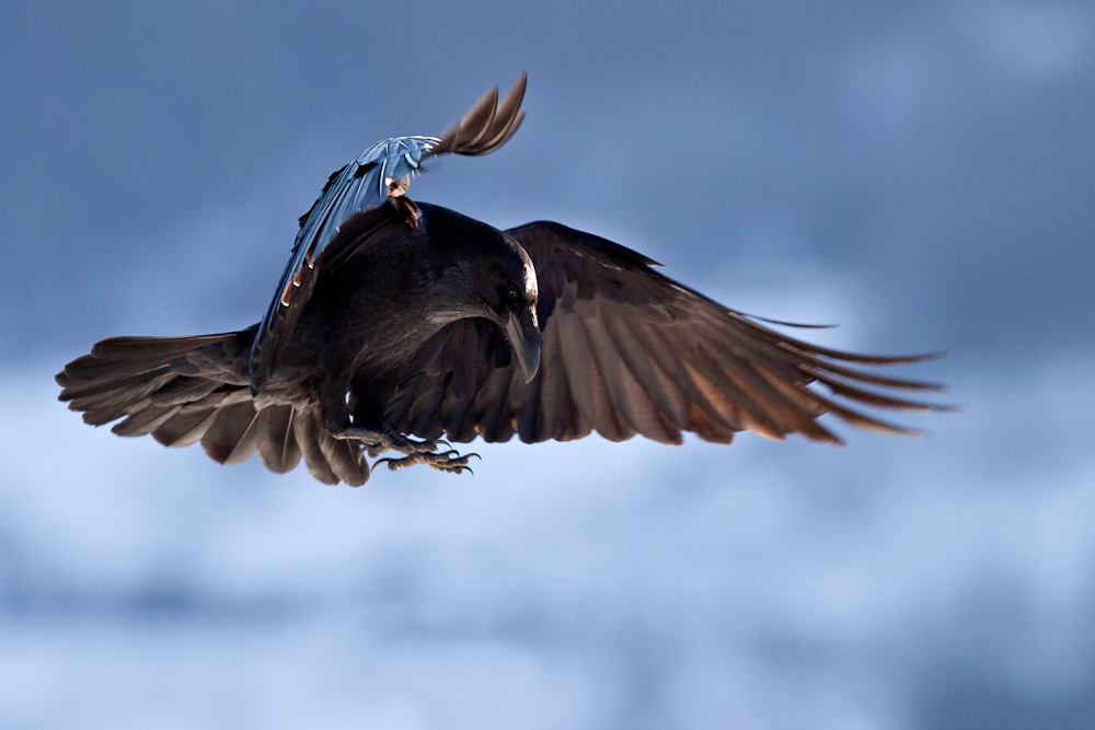 Grand corbeau en vol en hiver