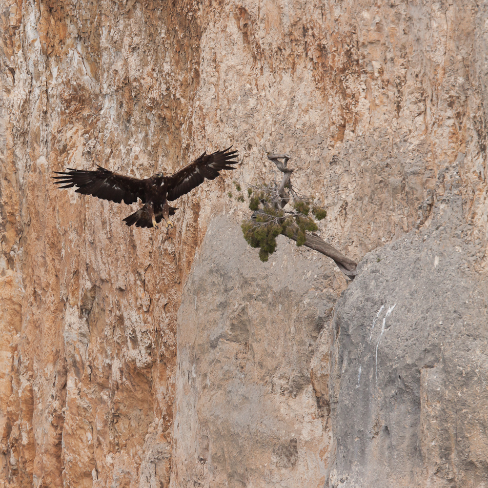 Aigle royal en vol atterrissant sur un pin accroche a la falaise