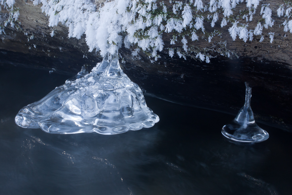 Champignons de glace au bord du Chéran