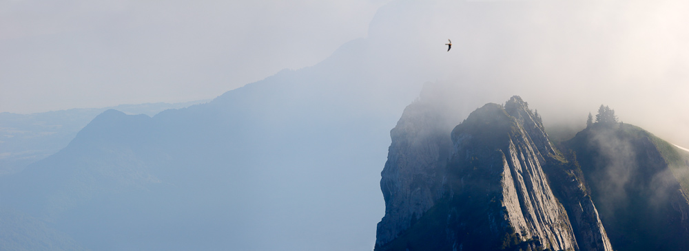 Faucon crécerelle en vol au dessus des crêtes de la montagne du Charbon