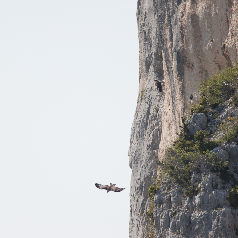 Couple d'aigle royal dans la falaise