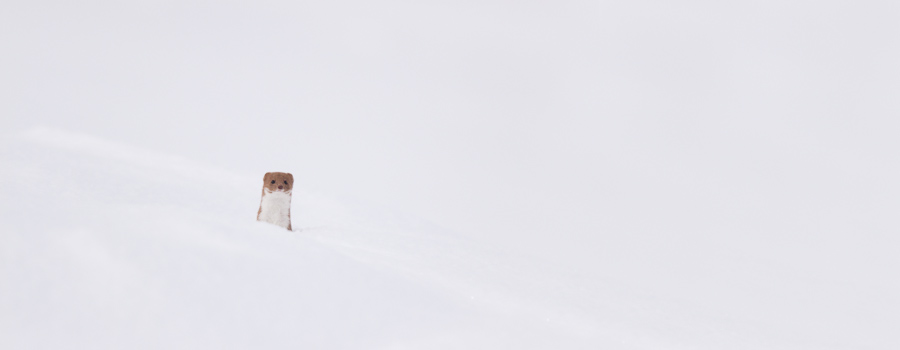 Belette sortant de son trou dans la neige