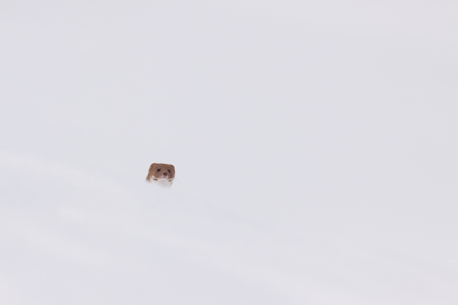 Belette curieuse dans la neige