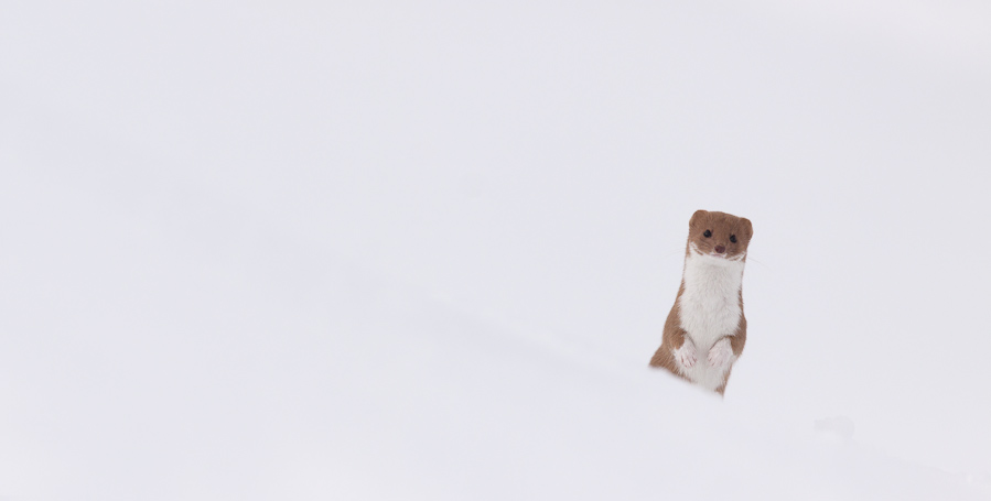 Belette curieuse en chandelle dans la neige