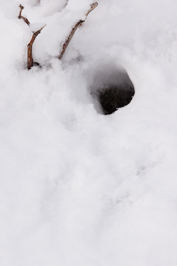 Trou et traces de belette chassant sous la neige
